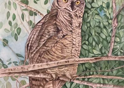 Lori Gurian, Owl, Watercolor, 14”x20”, $300