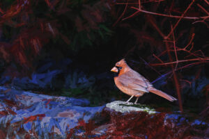 H. David Stein, Cardinal, Photograph, 12"x18", $185
