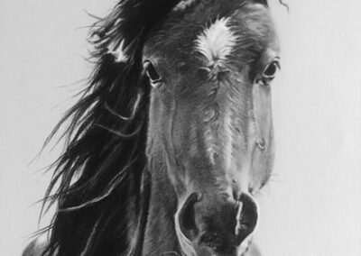 Carol Gromer, Wild, Wild Horses, Charcoal, 25"x23", $3,000