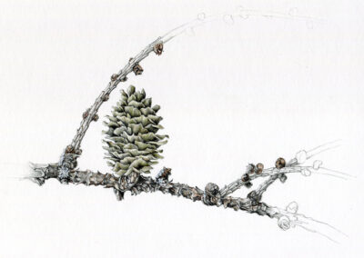 Alice Kenny, Larch Tree Cone, 5"x8"x1", $500