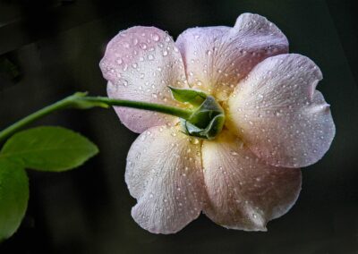 Linda Austrian, After the Rain, Photograph, 13"x19", $180