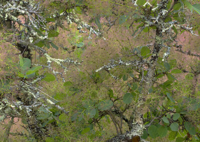 Linda Greenhouse, Asian Efflorescence, Archival Pigment Photograph, 30"x40", $900