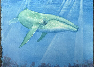 Tim, Jones, Humback, Watercolor, 11.5 X 11.5", $280