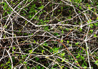 Linda Greenhouse, Bramble Tangle, Archival Pigment Photograph, 20"x30", $450