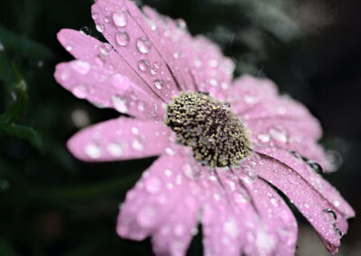 Marissa Grimaldi Kam, DizzyDay'sEye, Photography, 9"x12", $231