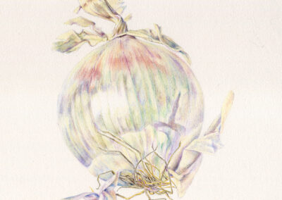 Alice Kenny, White Onion, Color Pencil, 7.75"x8.5", $800